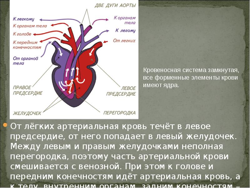 Почему кровь не смешивается. Разделение артериальной и венозной крови в сердце. Кровь в левый желудочек попадает. Артериальная кровь левое предсердие.
