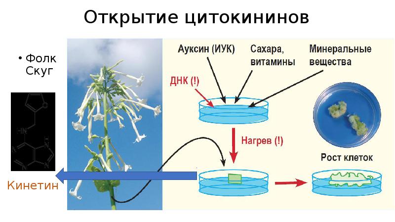 Өсіргіш заттардың өсімдіктерге әсер ету механизмі презентация