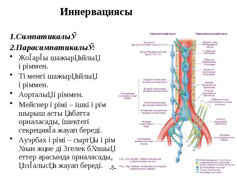 Ауэрбахово сплетение