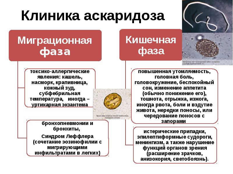 Клиническая картина гельминтозов