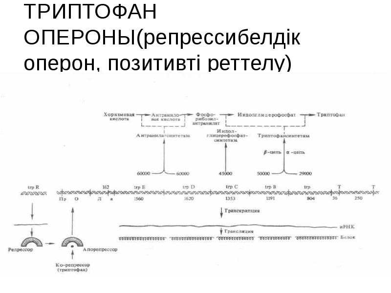 Триптофановый оперон схема