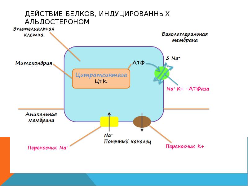 Действие белков. Действия белков. Регулирующее действие белков презентация. 48. Защитное действие белков. Индуцированные белки.