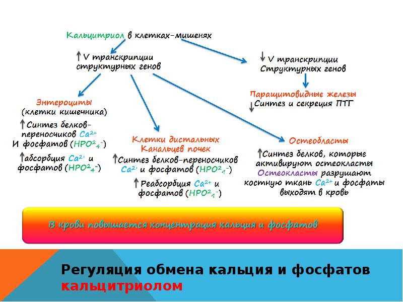 Обмен кальция. Роль кальцитриола в регуляции обмена кальция и фосфатов. Схема регуляции обмена кальция. Регуляция уровня кальция и фосфора в организме. Регуляция обмена ионов кальция и фосфатов..