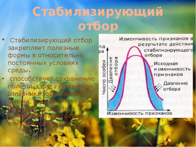 Естественный отбор направляющий фактор эволюции презентация 11 класс