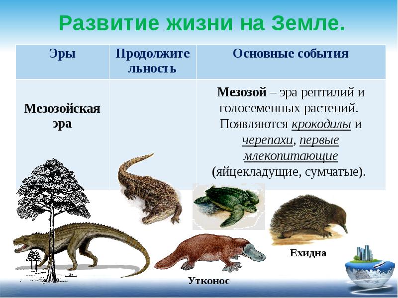 План урока этапы развития жизни на земле