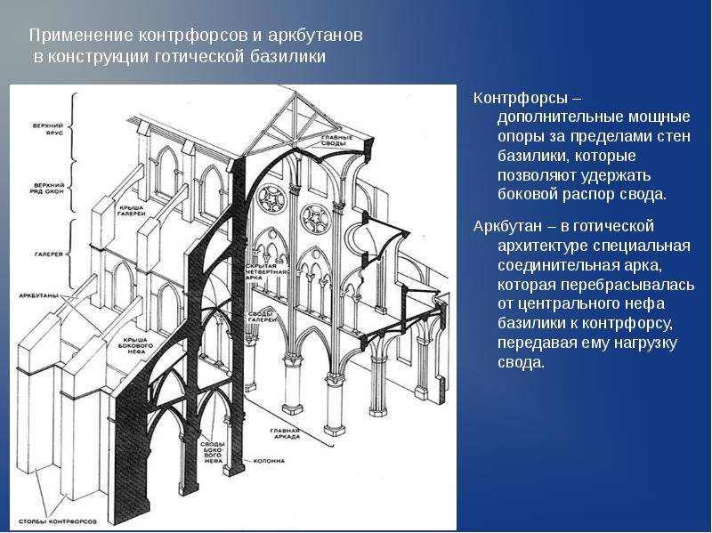 Схема контрфорсов анатомия