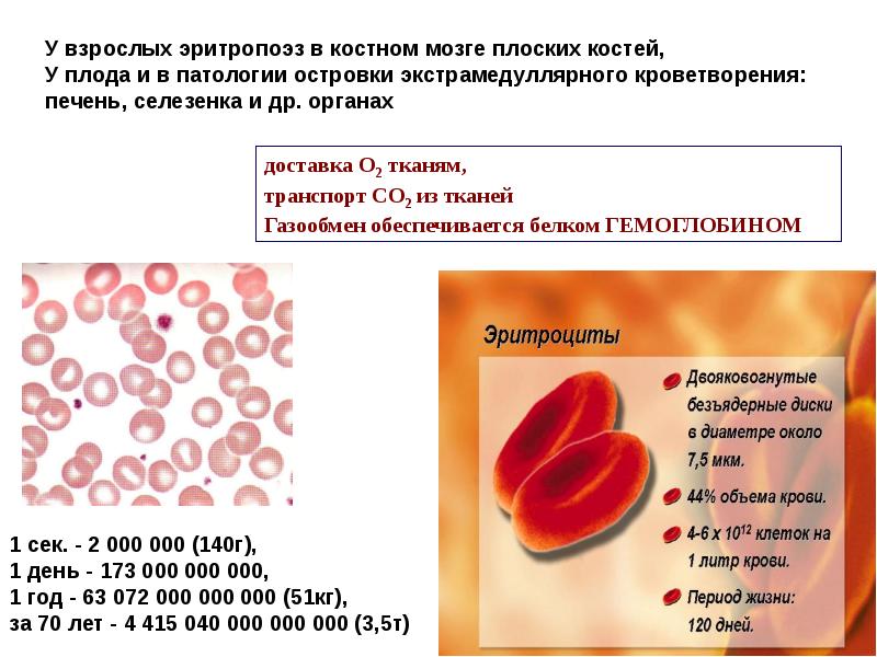 Презентации по гематологии