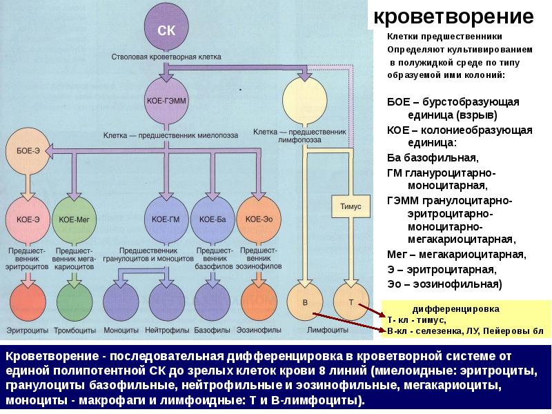 Ростки крови схема