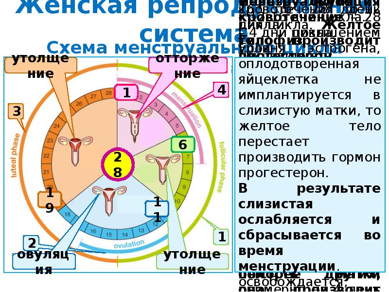 Строение и функции репродуктивной системы 8 класс презентация