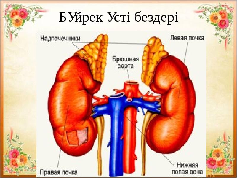 Бүйрек коликасы презентация