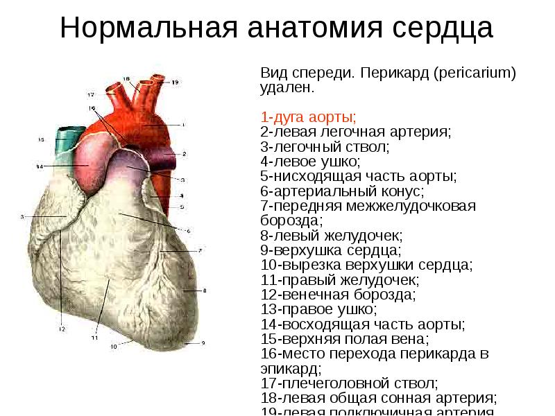 Правое предсердие (atrium dextrum) Части сердца Кардиоангиология