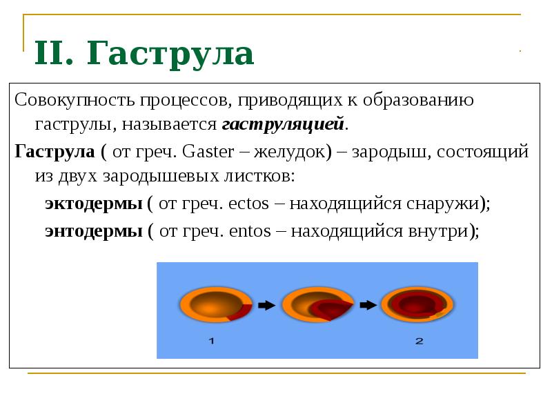 Индивидуальное развитие животных презентация