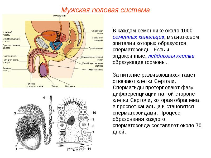 Презентация половая система анатомия