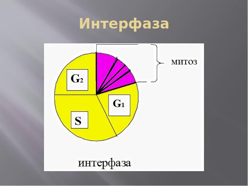 Интерфаза. Три периода интерфазы. Интерфаза митоза. Характеристика интерфазы.