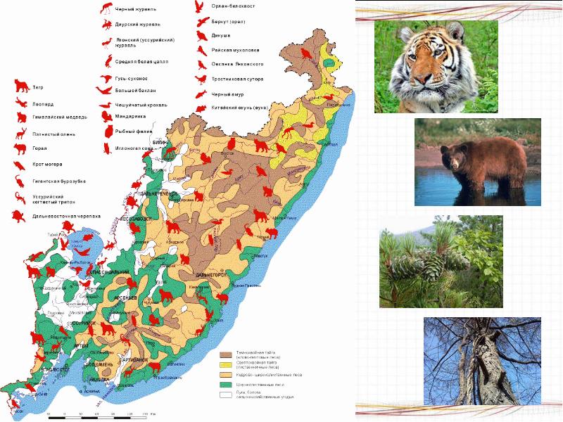 Растительный и животный мир красноярского края карта
