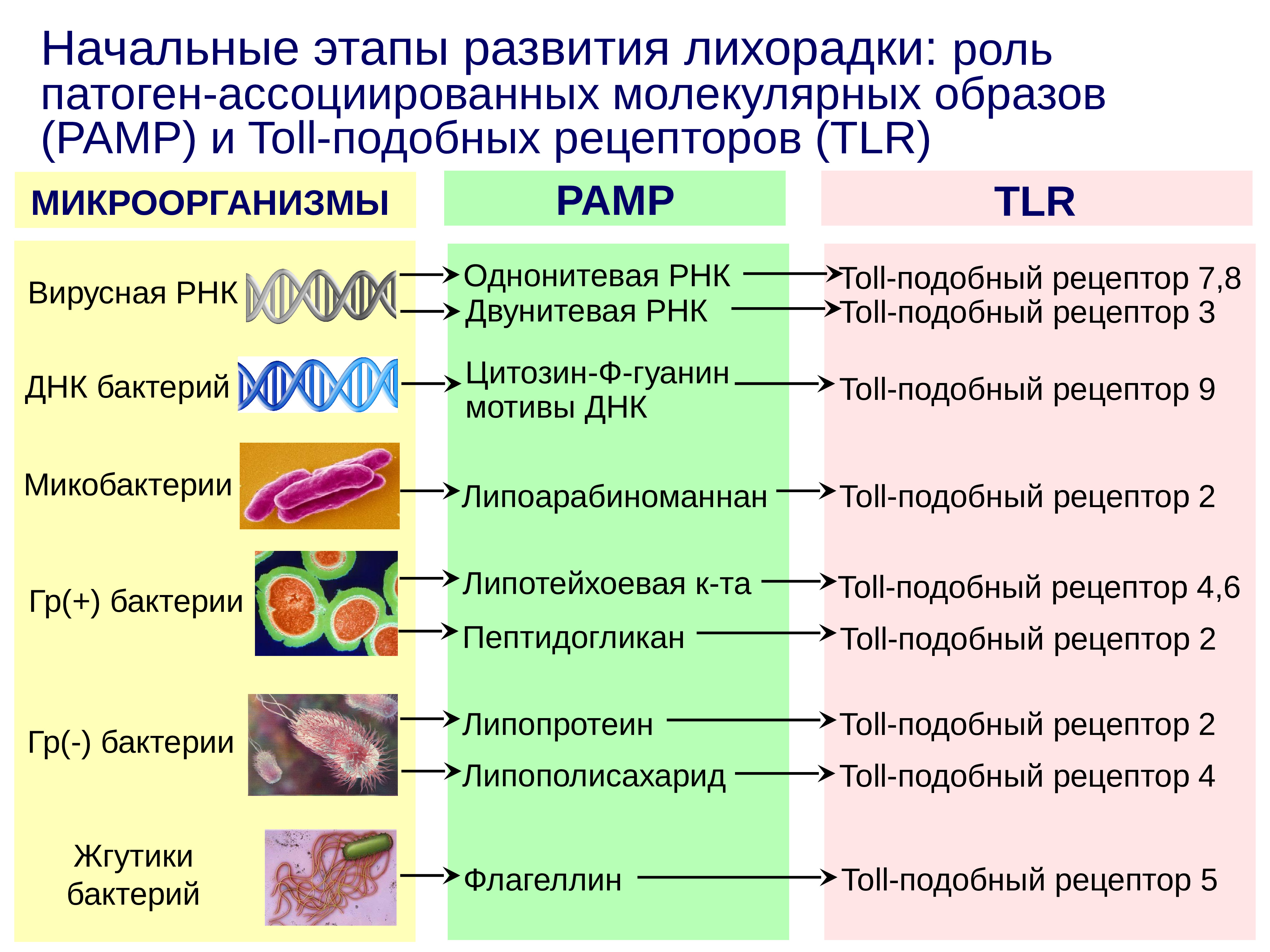 Воспаление лихорадка презентация