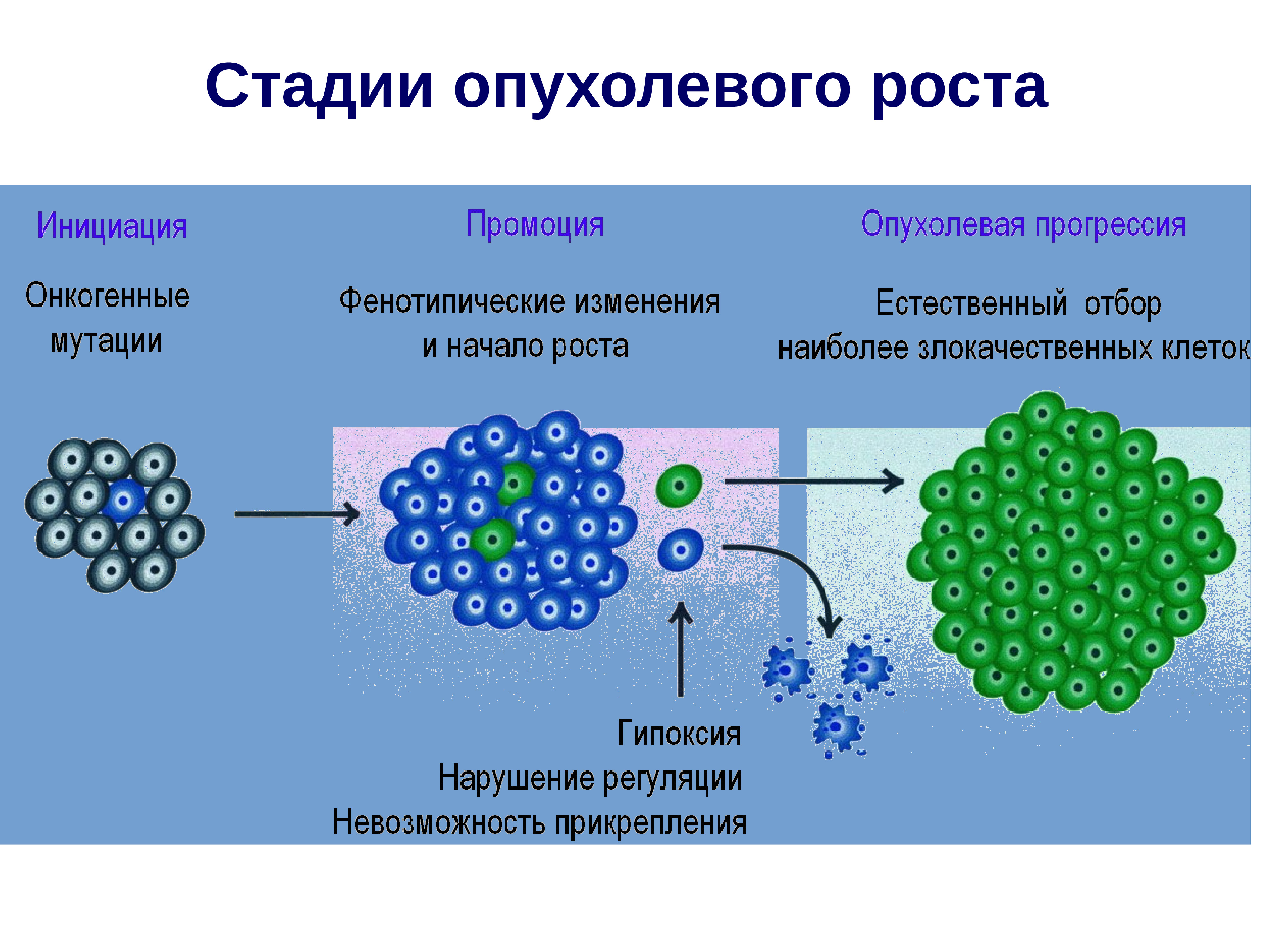 Опухолевая прогрессия презентация