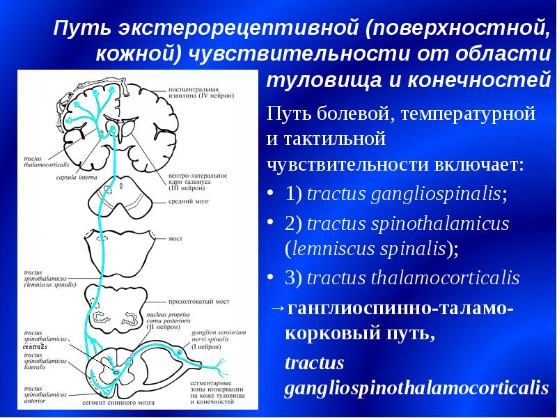 Передний спиноталамический путь схема