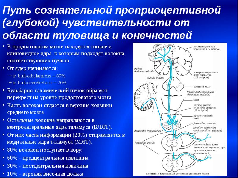 Путь общей чувствительности от области лица схема