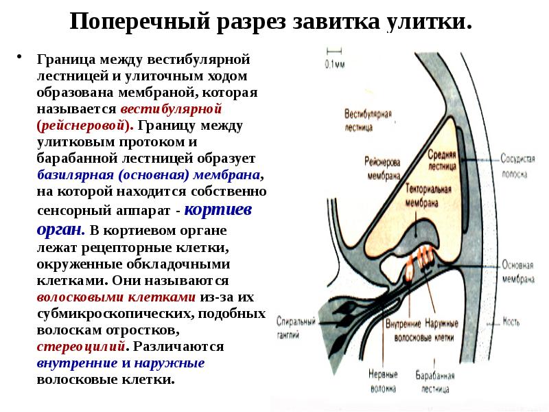 Анатомия физиология и патология органов слуха презентация