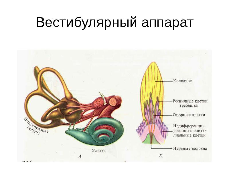 Схема строения органов равновесия и слуха животного