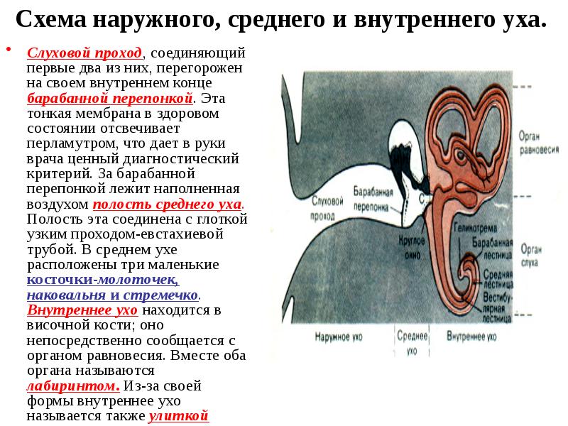 Анатомия физиология и патология органов слуха презентация