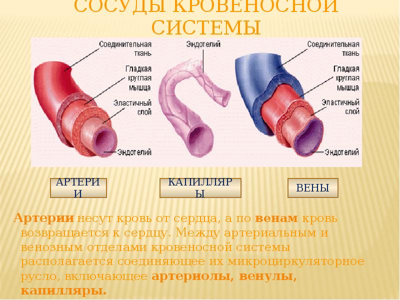 Мышечный слой артерий и вен. Сосуды артерии вены капилляры. Строение кровеносных сосудов. Строение артерии. Строение артерий вен и капилляров.