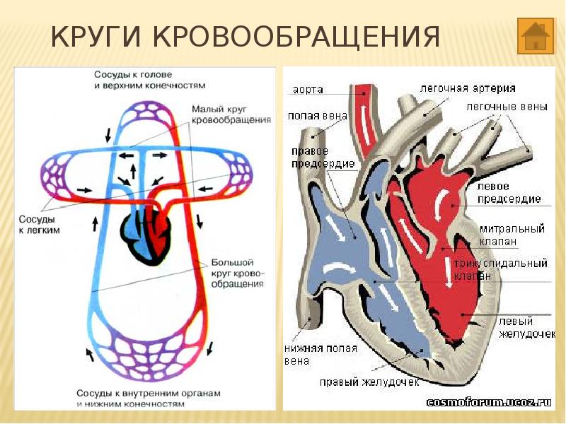 Большой и малый круг кровообращения схема с описанием