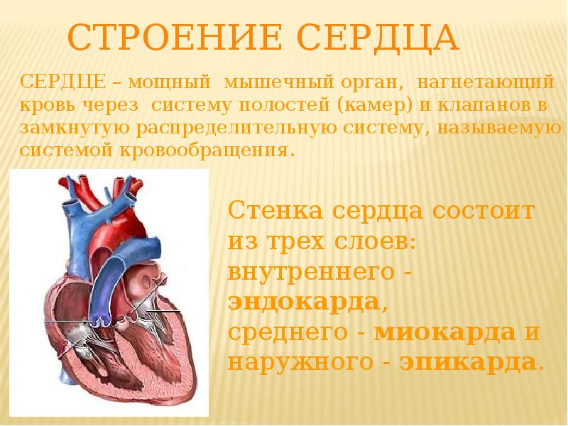 Презентация по анатомии сердце