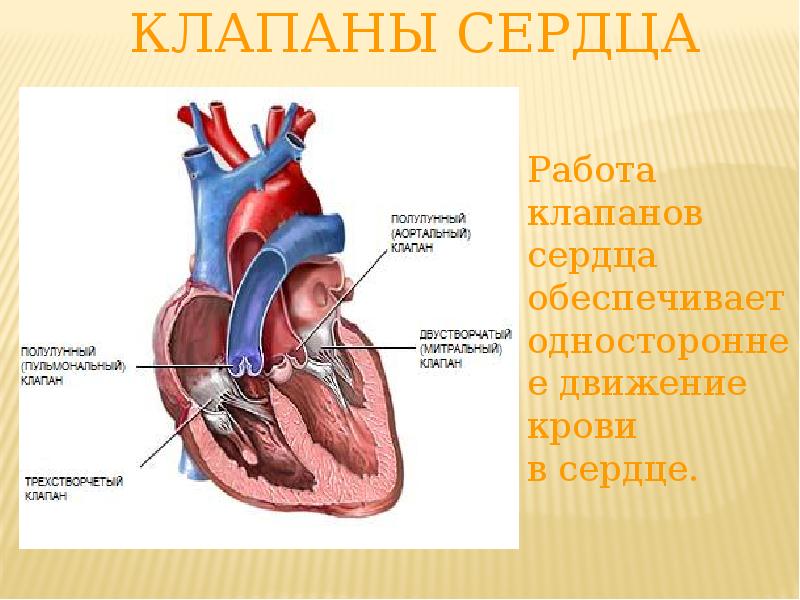 Сердечный клапан. Клапаны сердца. Клапаны и перегородки сердца. Клапаны сердца обеспечивают движение крови.