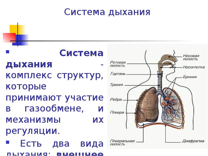 Дыхательная система презентация