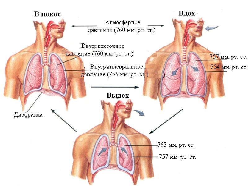 Механизм вдоха и выдоха схема