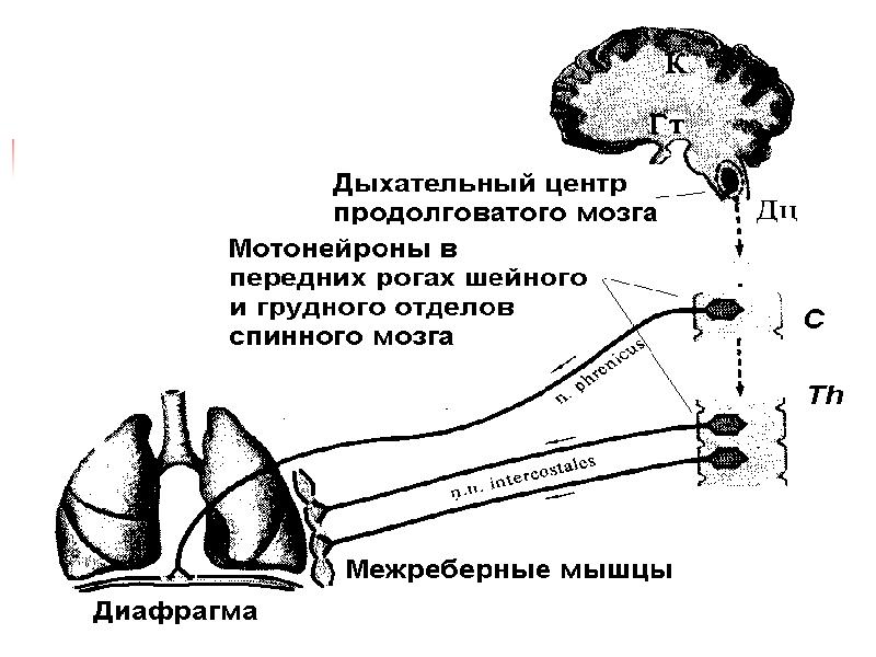 Физиология дыхания презентация