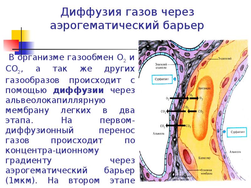 Аэрогематический барьер схема