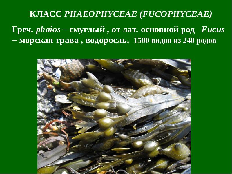 4 отдела водорослей. Класс Fucophyceae. Водоросли класса Phaeophyceae. Phaeophyceae особенности. Фукус адаптации.