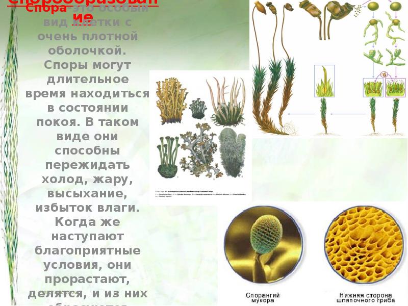 Размножение споровых растений 6 класс биология презентация