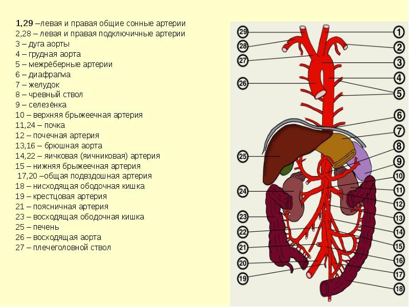 Ветви аорты схема