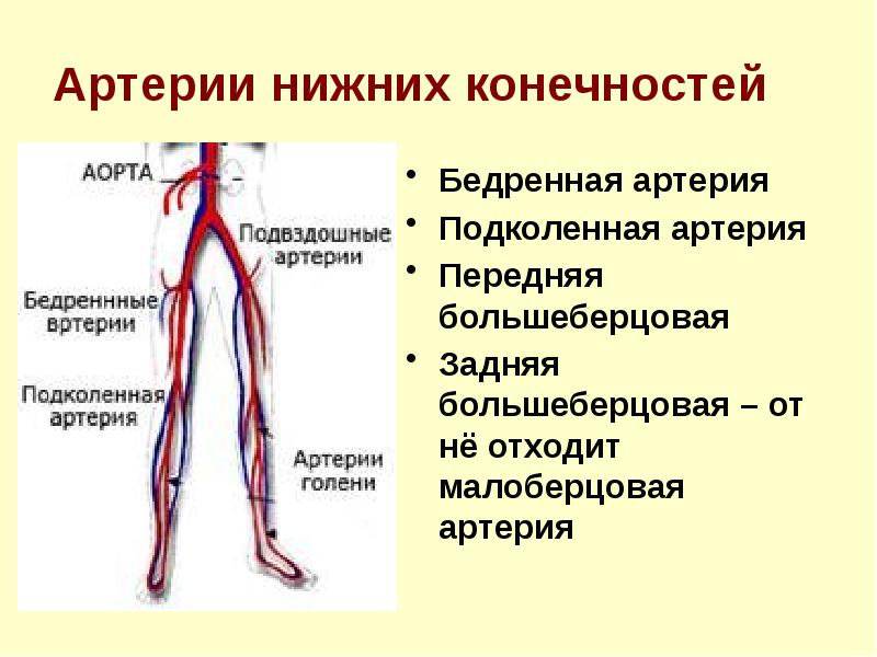 Где бедренная артерия у человека фото