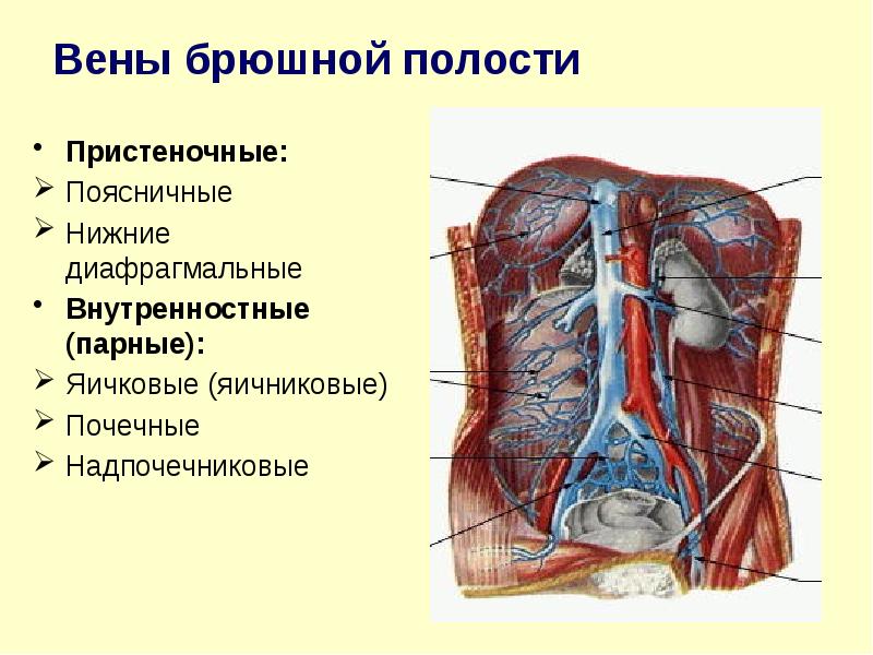 Висцеральные притоки нижней полой. Венозная система органов брюшной полости анатомия. Парные внутренностные вены таза. Кровоснабжение брюшной полости анатомия. Венозное кровоснабжение брюшной полости.