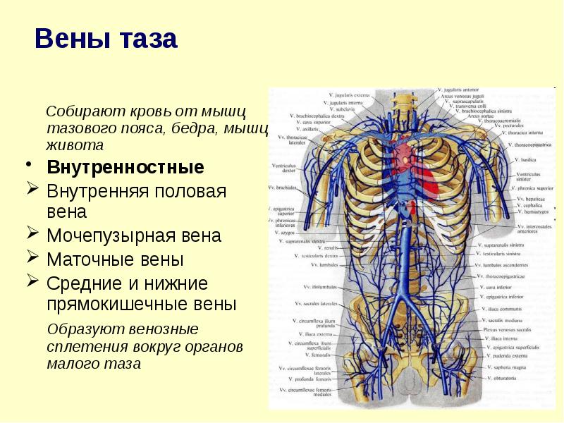 Схема верхней и нижней полой вены и