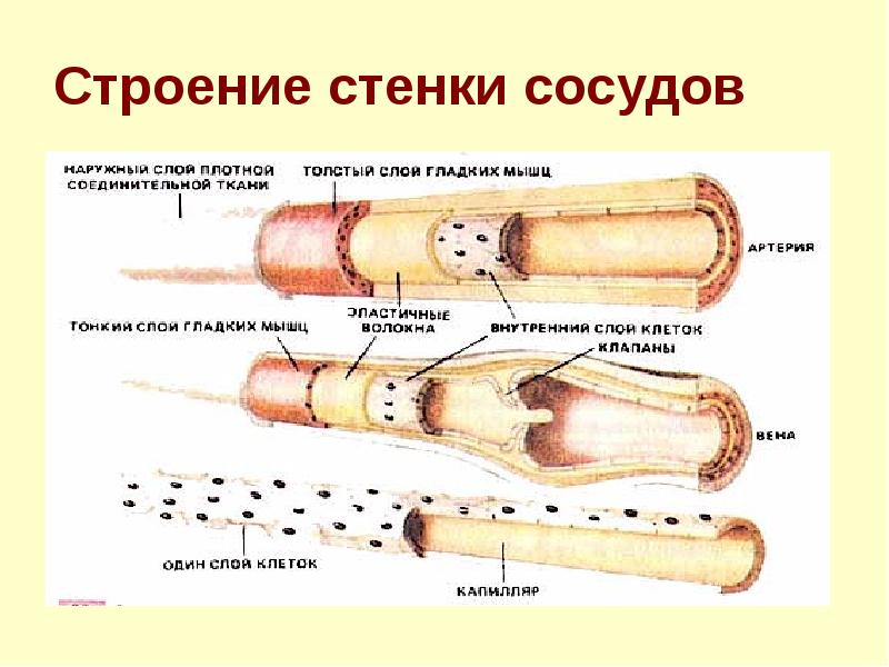 Стенки вен состоят из