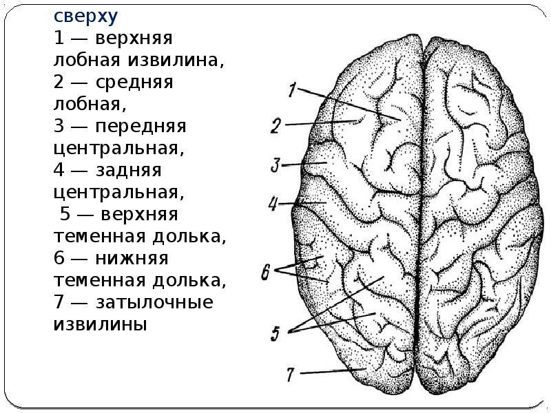 Полушария большого мозга сверху покрыты. Верхняя лобная извилина функция. Задняя Центральная извилина. 3 Лобная извилина.