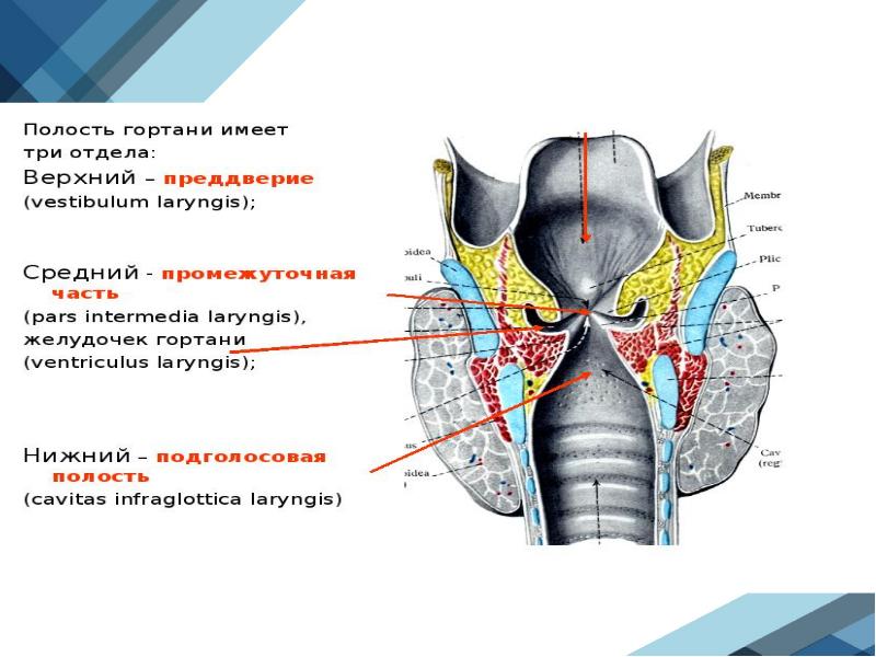 Особенности строения полости гортани. Дыхательная система анатомия. Анатомическое строение органов дыхания человека. Полость гортани анатомия.