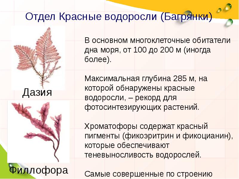 Характеристика красных водорослей. Красные водоросли Дазия. Красные водоросли багрянки строение. Отдел красные водоросли багрянки. Отдел красные водоросли багрянки кратко.