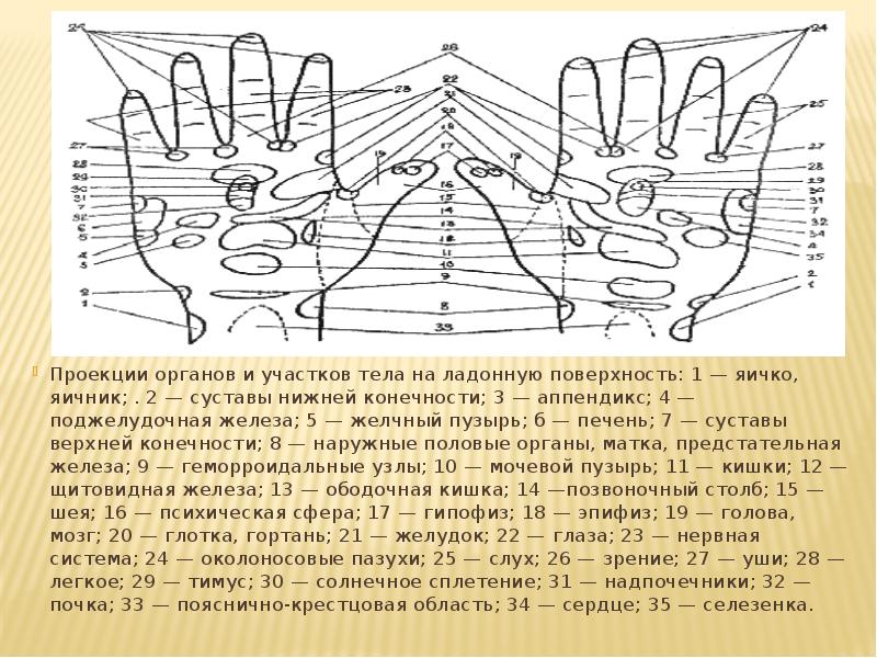 Проекция точек на теле. Проекция органов и участков тела. Массаж ладонной поверхностью. Проекция яичников на теле. Точки проекции яичников.