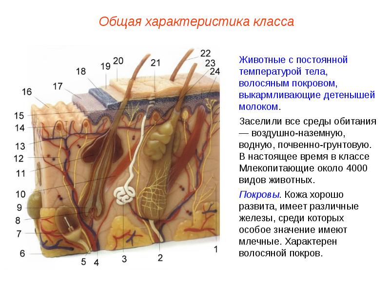 Однороден ли волосяной покров на теле млекопитающего