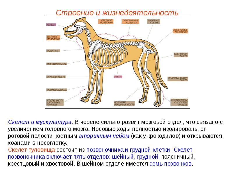 Презентация внутреннее строение млекопитающие 7 класс биология