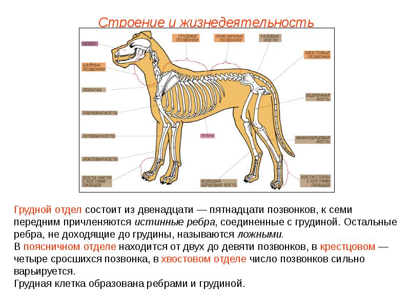 Класс млекопитающие внешнее строение 7 класс презентация