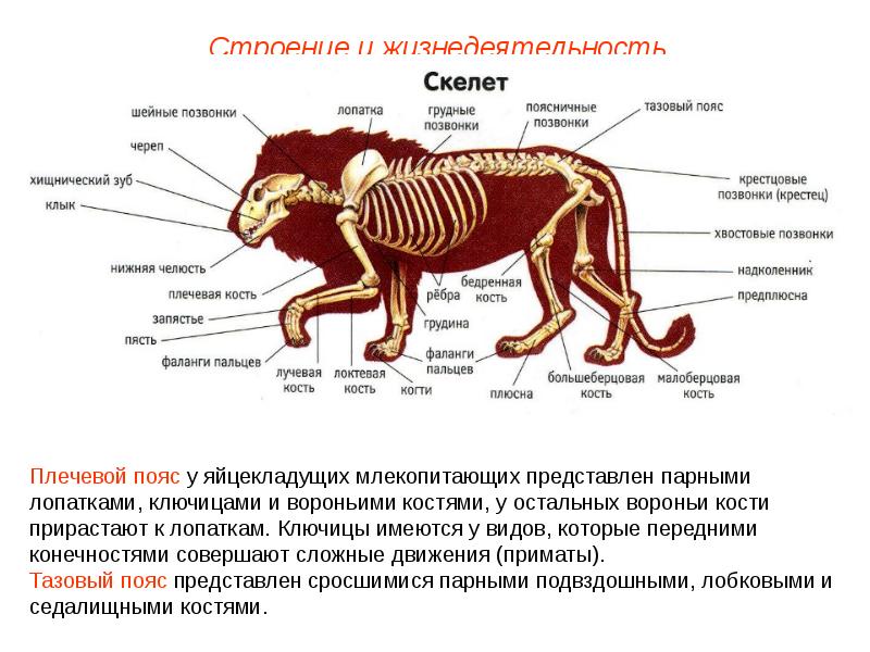 Изучите общий план строения тела млекопитающего определите отделы тела