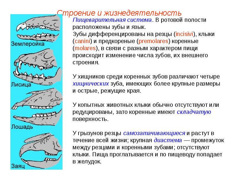 Если у животного имеются зубы изображенные на рисунке то для этого животного будут характерны